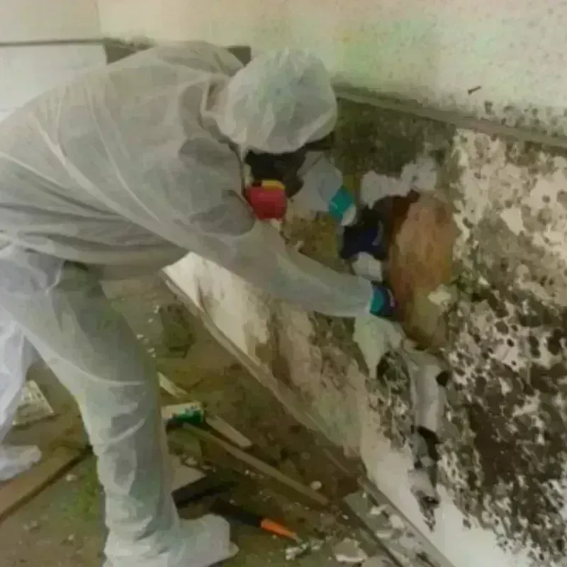 Mold Remediation and Removal in Barker Heights, NC